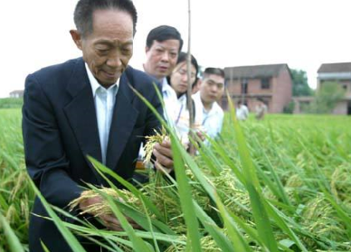 袁隆平超級(jí)雜交水稻畝產(chǎn)1149.02公斤，破世界紀(jì)錄！